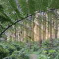 How Nature can Heal your Soul